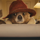 Illustration for article titled Live-Action Paddington Bear Is Actually Kind Of Terrifying